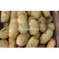 vendita patate fresche shandong